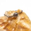 Bracelet perle de Tahiti baroque ø 9-10 mm et Terahertz